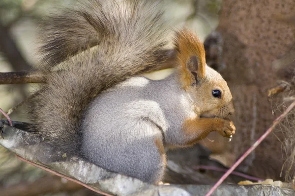 Eating squirrel — Stock Photo, Image