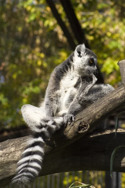 Lemur na drzewie — Zdjęcie stockowe