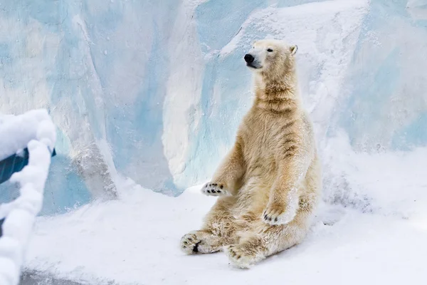 年轻北极熊坐。阳光灿烂的日子 图库照片