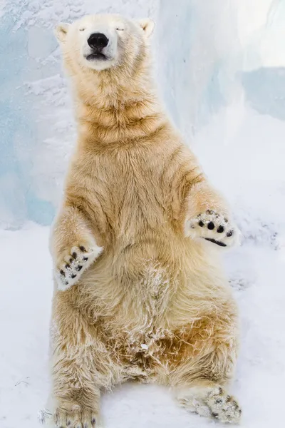 Jonge ijsbeer genietend van de zon Rechtenvrije Stockfoto's