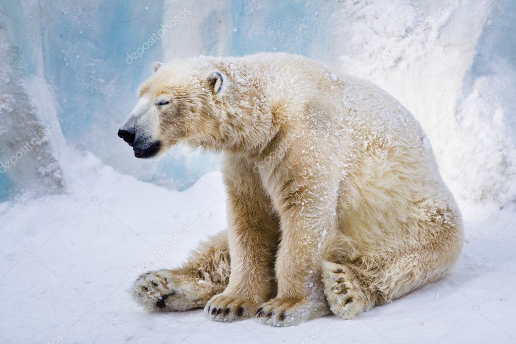 Bear yawning | Tired polar bear yawning — Stock Photo © pkirillov #1104595