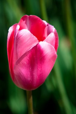 keukenhof parkta mor Lale