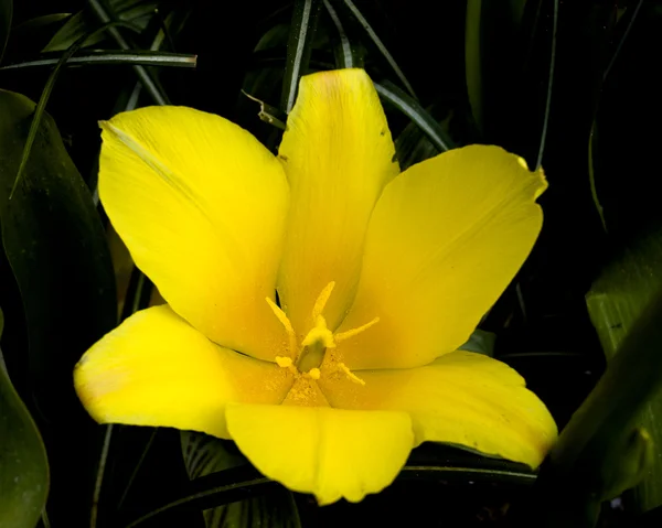 Tulipan kaufmanniana berlioz — Zdjęcie stockowe