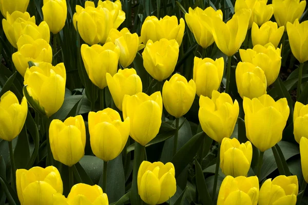 Foxana Tulip Yellow Empress — стоковое фото