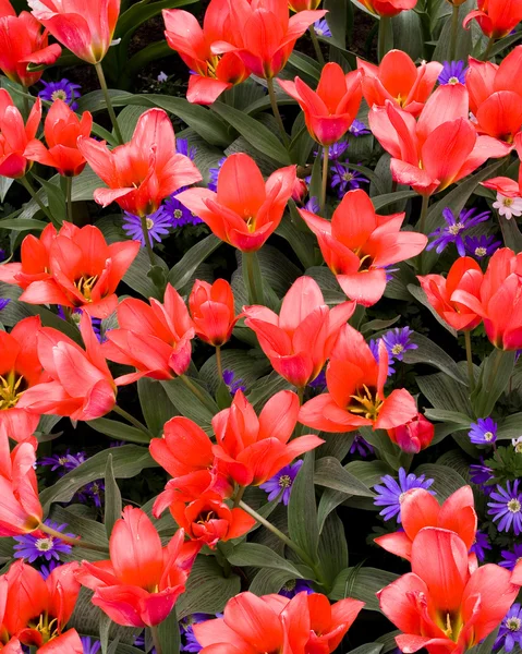 Greigii Tulip Coral Satin — Stock Photo, Image