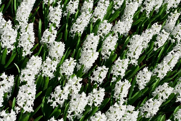 Beyaz hyacint aiolos — Stok fotoğraf