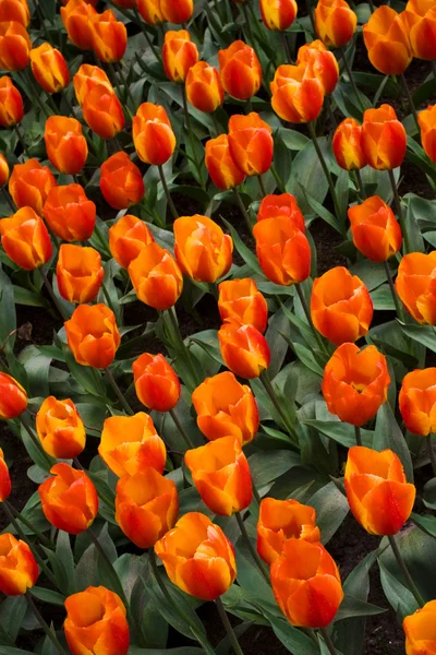 Flair Tulip — Stock Photo, Image