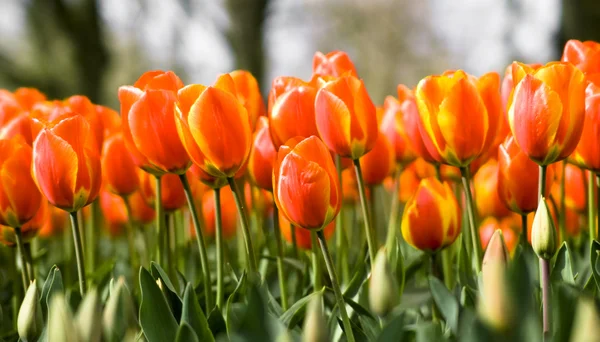 Flair Tulip — Stock Photo, Image