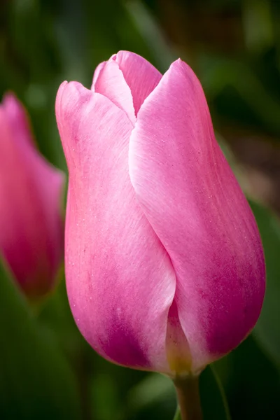 Happy Family Triumf Tulip — Stock Photo, Image