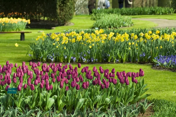 Flower beds in the garden — Stock Photo, Image