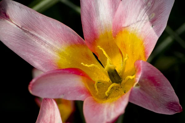 stock image Kaufmanniana tulip Heart