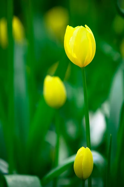 Tulipanes amarillos en el parque Keukenhof —  Fotos de Stock