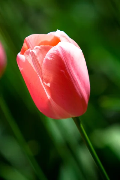 Розовый тюльпан в парке Кёкенхоф — стоковое фото