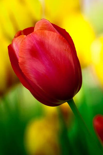 Red tulip in the Keukenhof Park — Stock Photo, Image