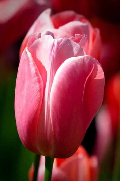 Красный тюльпан в парке Кёкенхоф — стоковое фото