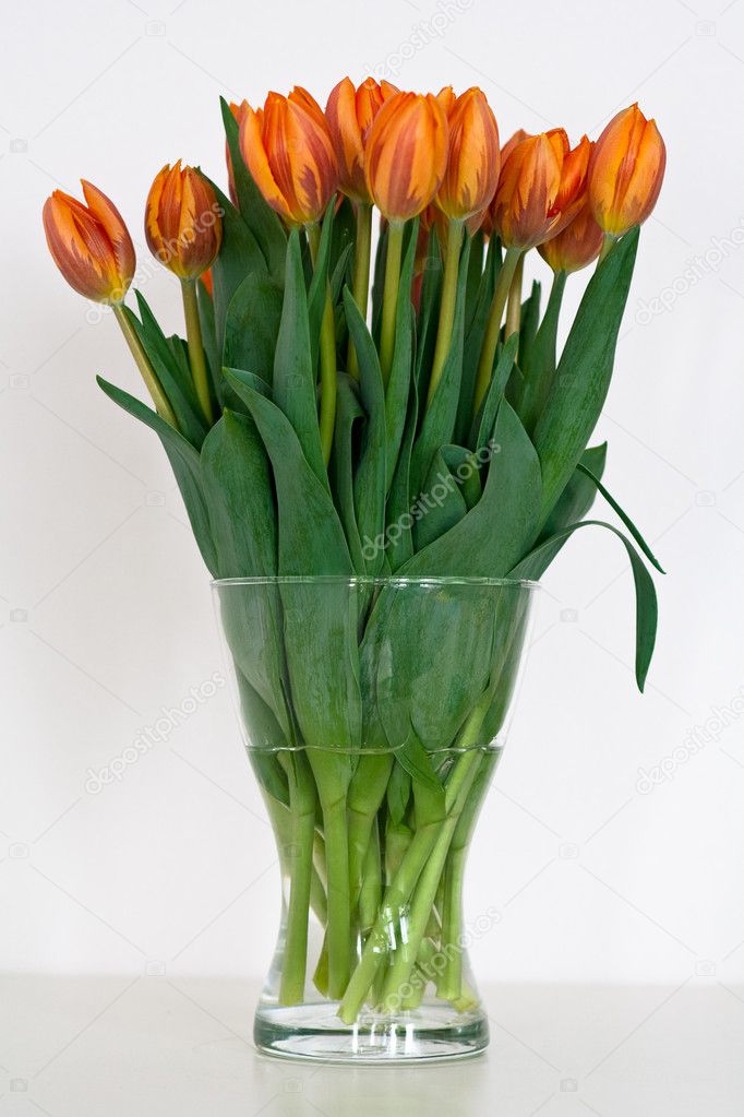 Bush of tulips