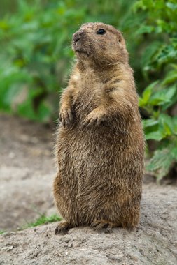 Big prairie dog stading straight clipart