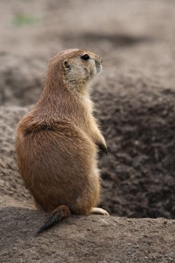 Prairie dog stading next to hole clipart