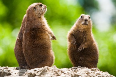 Ground of prairie dogs clipart