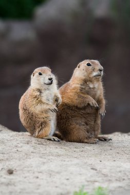 Two prairie dogs clipart