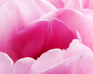 Petals of pink tulips clipart