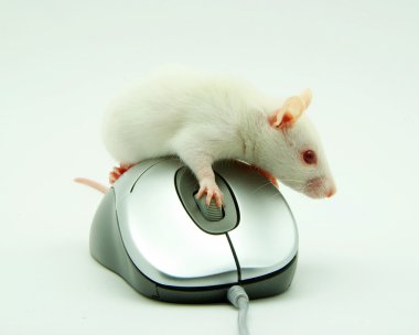 Rat clipart