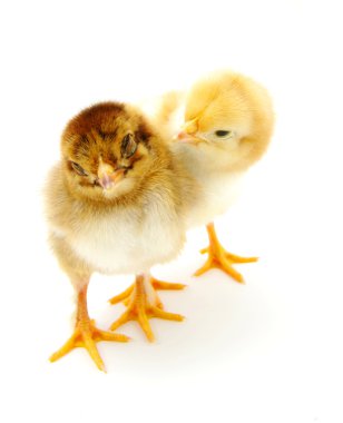 Two chicks clipart