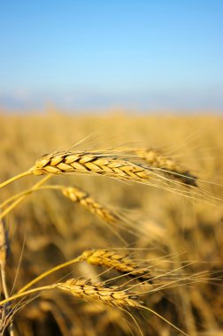 Wheat clipart