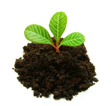 Green plant clipart