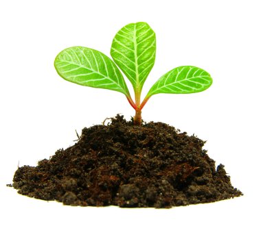 Plant clipart