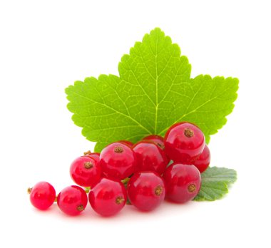 Red currants on white clipart