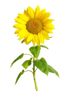 Sunflower on white clipart