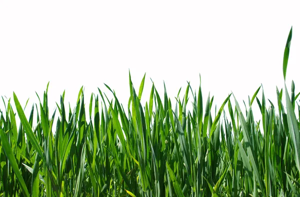 Zelený trávník, samostatný — Stock fotografie
