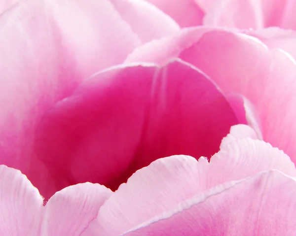 Blütenblätter von rosa Tulpen — Stockfoto