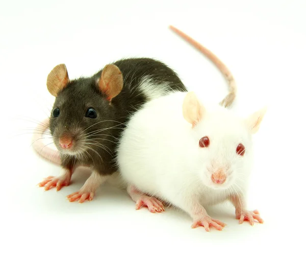 两只老鼠 — 图库照片