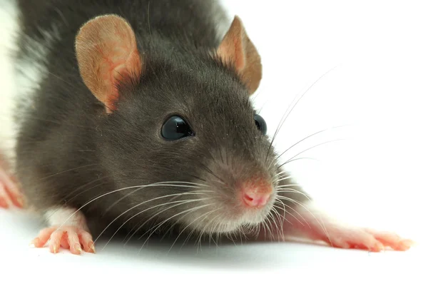 Крыса — стоковое фото