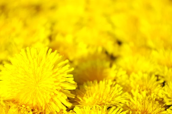 stock image Yellow dandelion