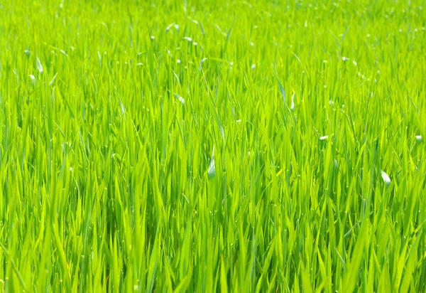 背景の緑の芝生 — ストック写真