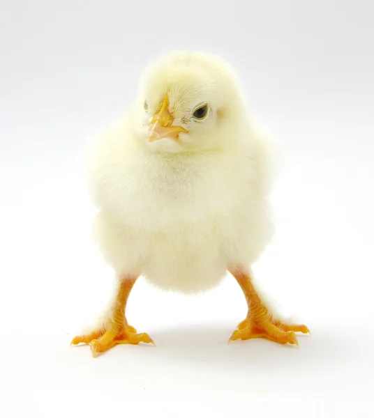 En kylling – stockfoto