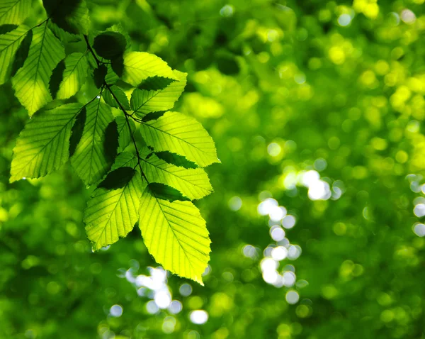 Grønne blader – stockfoto