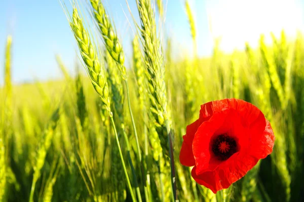 Красный мак и пшеница — стоковое фото