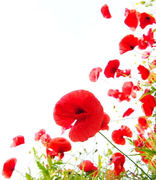 L red poppies — Stock Photo, Image