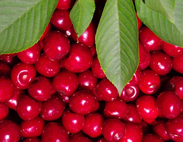 Background cherries — Stock Photo, Image