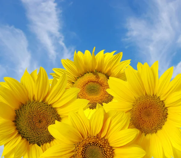 Close up sunflower — Stock Photo, Image