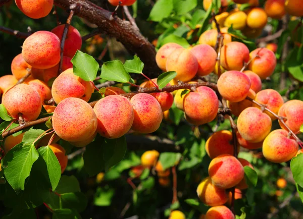 stock image Apricots