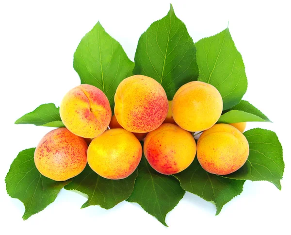 Blad och aprikoser — Stockfoto