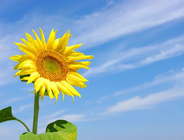 Closeup sunflower — Stock Photo, Image