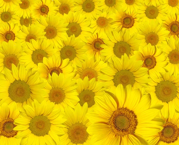 stock image Yellow sunflowers