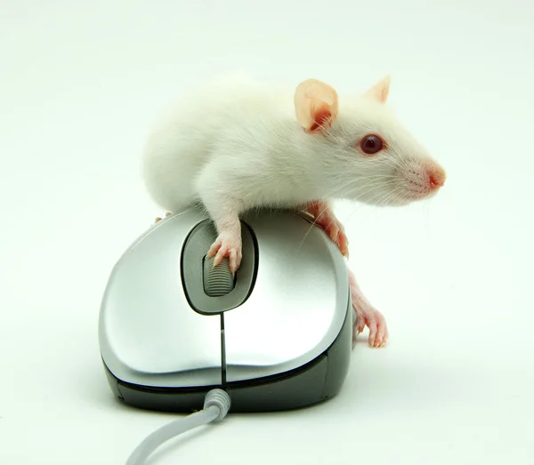 Bilgisayar mouse fare — Stok fotoğraf
