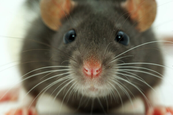 Крыса смотрит на тебя.
